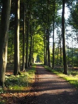 Vagevuurbos en Lippensgoed-Bulskampveld (België)